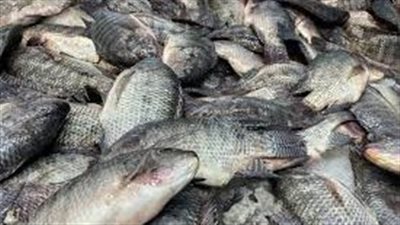 تعرف على أسعار الأسماك اليوم الأحد 31-7-2022 