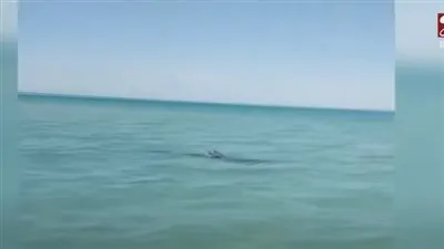 القومي لعلوم البحار يكشف تفاصيل علاج دولفين بالغردقة (فيديو)