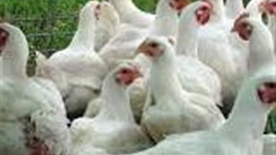 استمرار انخفاض أسعار الدواجن ببورسعيد