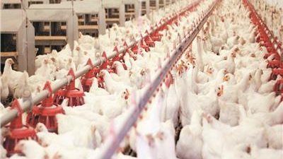 أسعار الدواجن اليوم الجمعة 5 -5-2022 بمحافظة البحر الأحمر 