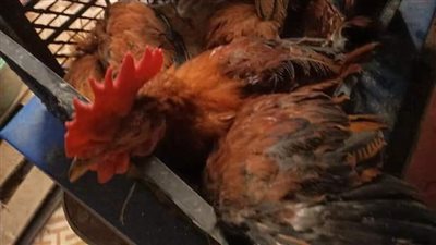 انخفضت 3 جنيه.. أسعار الدواجن والبيض اليوم الخميس 11-8-2022 في محافظة المنوفية