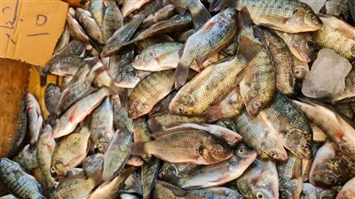 أسعار السمك اليوم الثلاثاء 16-8-2022 في محافظة قنا