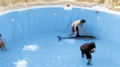 معهد علوم البحار: الدولفين طيبة وجهت الشكر لفريق الانقاذ (فيديو)