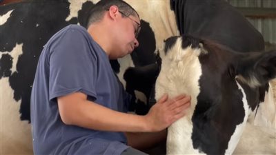 «حضن البقرة» تريند جديد يتصدر أمريكا لعلاج الاكتئاب (صور)