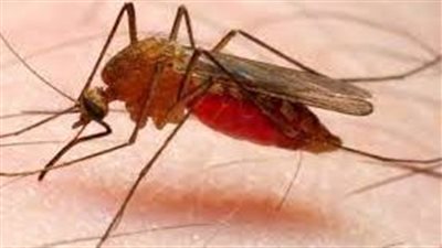 أستاذ أوبئة يوجه تحذيرا خطيرا بشان الملاريا (فيديو)