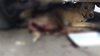 فيديو أشعل السوشيال|ملابسات تعذيب كلب في الجيزة.. والأمن يضبط بطل الواقعة 