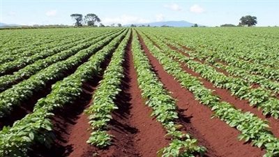 الزراعة: نتوسع أفقيا ورأسيا للاستفادة من كل قطعة أرض