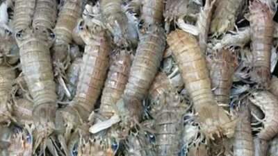 يتغذى على النفايات.. “سموم الإسكندرية” تحذر من 