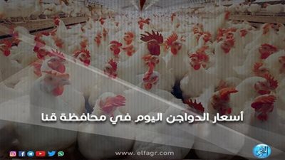 أسعار الدواجن والبيض اليوم الأربعاء 24-8-2022 في قنا