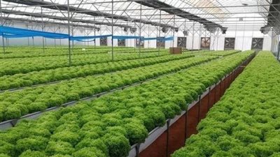 موتوا بغيظكم.. الحجر الزراعى يرد على شائعات رفض شحنات جوافة إلى ليبيا (فيديو)