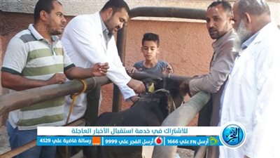 محافظ الفيوم: تحصين 105 ألف رأس ماشية ضد 