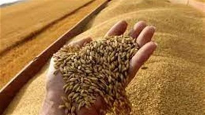  بعد تسعير أردب القمح بـ1000 جنيه.. الزراعة: الفدان سيحقق عائد 19 ألف جنيه (فيديو)