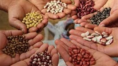 التفاصيل الكاملة حول الحصول على التقاوي الشتوية