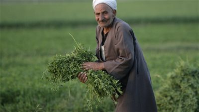 الذكرى الـ72.. كيف دعمت الدولة الفلاح المصري في القطاع الزراعي؟