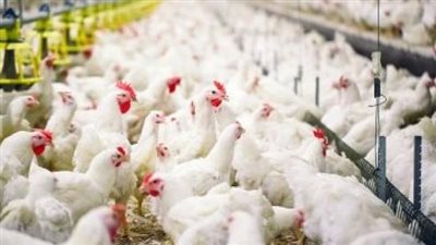 شعبة الدواجن: يجب تحكم الدولة في السلع الاستراتيجية حتى تصل إلى المواطن (فيديو)