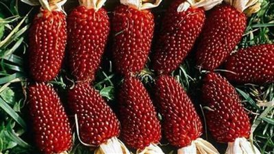 خبير: استنباط سلالة مصرية من الذرة الحمراء تنتج 35 إردبا للفدان 