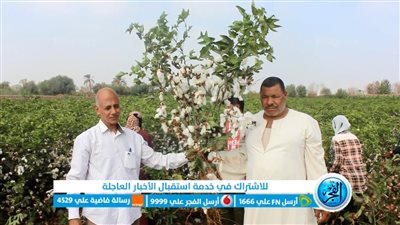 القطن نور الغيطان.. 