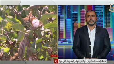 البحوث الزراعية: 700 مليون دولار العائد المتوقع من بيع القطن هذا العام (فيديو)