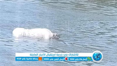 انتشال غريق بنهر النيل.. والأمن يشكل فريق بحث جنائي 