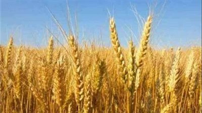 هبوط فى أسعار القمح عالميًا 