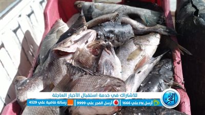 ضبط أسماك غير صالحة للاستهلاك الآدمي في حملة بالأقصر 