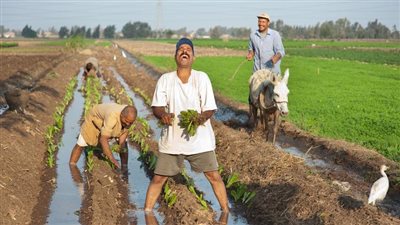 خبير: الزراعة تستهلك 85% من المياه في مصر