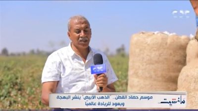 كبير المزارعين بإطسا الفيوم: القطن المصري بدأ يعود لمكانته العالمية