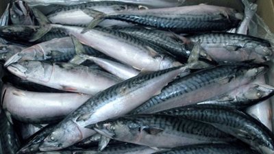 أسعار الأسماك اليوم في الأسواق المصرية