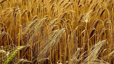 أستاذ موارد مائية يقترح زراعة الشعير في الساحل الشمالي الغربي: 