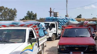 ننشر إجمالي ما تم توريده بمواقع التسليم للأرز الشعير في الدقهلية