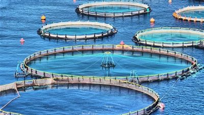 تنمية البحيرات: نستهدف إنتاج 3 مليون طن من الأسماك بحلول 2030 (فيديو)