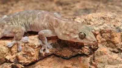 أستاذ حشرات يكشف مفاجأة عن دور البرص المصري في إسرائيل (فيديو)