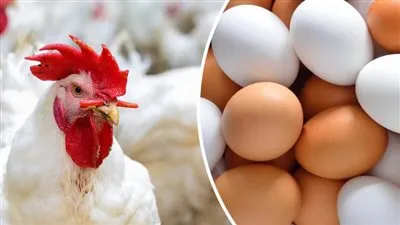 منتجي الدواجن: نواجه أزمة كبيرة ونزيف من الخسائر (فيديو)