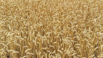 أسعار القمح المحلية والعالمية اليوم الثلاثاء 4 أكتوبر 2022