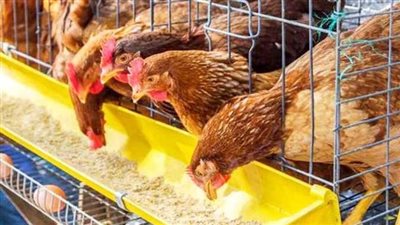 اتحاد منتجي الدواجن: 50% من مصانع الأعلاف توقفت بسبب عدم توفر المواد الخام