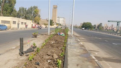 زراعة 700 شجرة بطريق ترعة الإسماعيلية بشبرا الخيمة