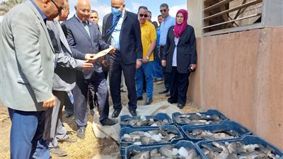 رئيس جامعة بنها يشهد حصاد سمك البلطي بكلية الزراعة بمشتهر