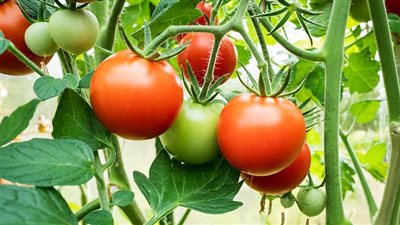 نقيب الفلاحين يكشف مفاجأة صادمة عن أسعار الطماطم الفترة المقبلة (فيديو)