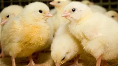 شعبة الدواجن عن أزمة إعدام الكتاكيت: إحنا في كارثة (فيديو)