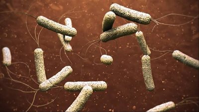 عضو الجمعية المصرية للحساسية والمناعة يكشف سبب الإسراع في علاج الإصابة الكوليرا 