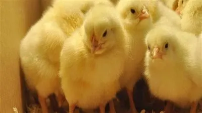 حل أزمة إعدام الكتاكيت.. 44 مليون دولار للإفراج عن الأعلاف من الموانئ (فيديو)