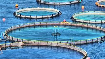 جهاز حماية الثروة السمكية: نحتل المركز السادس عالميا والأول إفريقيا بإنتاج الأسماك