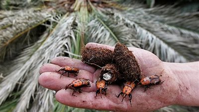 زراعة الإسكندرية: حملة مكبرة لمكافحة سوسة النخيل بحدائق المنتزة