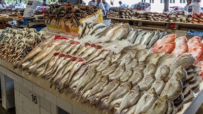 تعرف على أسعار السمك اليوم الأحد 23 أكتوبر 2022 في الأسواق المصرية