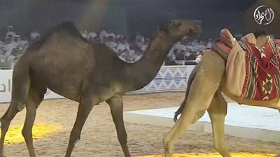 مهرجان مزاد الإبل بتربة حائل يثقف زواره بأدوات ومستلزمات الإبل