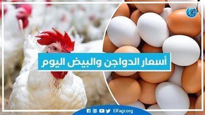 أسعار الدواجن اليوم الأربعاء 26-10-2022 في المنيا