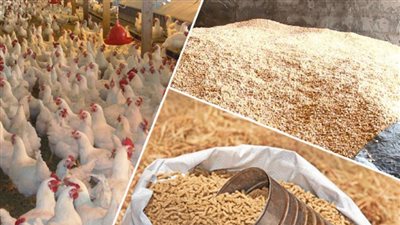 متحدث الزراعة يزف بشرى سارة بشأن أزمة الأعلاف (فيديو)