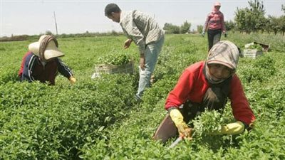 بشرى سارة لمواطنين... زيادة في تصدير الإنتاج الزراعي