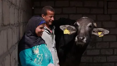 تضامن الغربية: تسليم 1469 رأس ماشية للأسر الأولى بالرعاية بقرى ومراكز الغربية (صور)