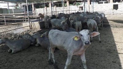 الزراعة: 43 ألف شخص استفاد من مشروع البتلو (فيديو)